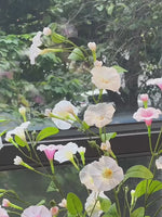 Luxury Blush Morning Glory Artificial Flower Arrangement realistic artificial flower arrangement – product view 2