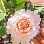 Ethereal Rose Petal Ensemble Artificial Flower Arrangement realistic artificial flower arrangement – product view 5